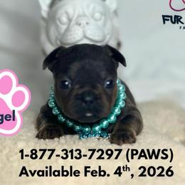 Angel - Blue female French Bulldog puppy in Michigan from Fur Baby Farms