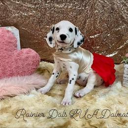 Dalmatian Puppies from Rainier DALS LUA Dalmatians