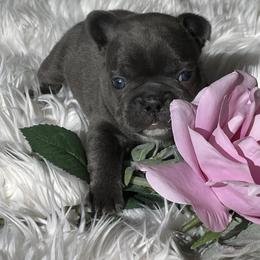 French Bulldog Puppies from Dunromin Farm