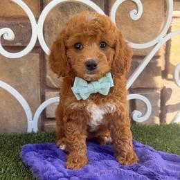 Prescott - Red male Cavapoo puppy in Central, Arizona from Desert Valley Doodles