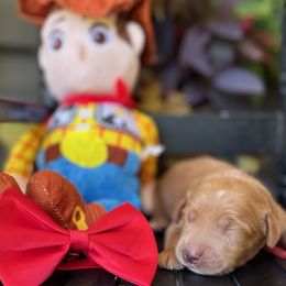 Woody - Red  male Goldendoodle puppy in Camden, North Carolina from Oopsie Doodles of NC