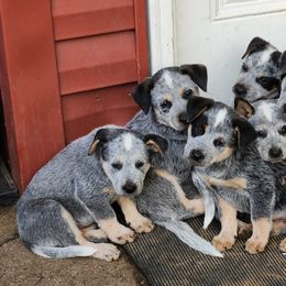 Australian Cattle Dogs from Harrison Hooligans and Heelers