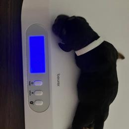 Boy 2 - male Basset Hound puppy in Willow Spring, North Carolina from Blackberry Creek Basset Hounds