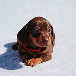AKC Rose - Chocolate and tan female Dachshund puppy in Billings, Missouri from Bundles of Joy