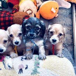 Dachshund Puppies from Northwest Dachshunds
