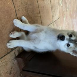 Siberian Husky Puppies from Sassenach Siberians