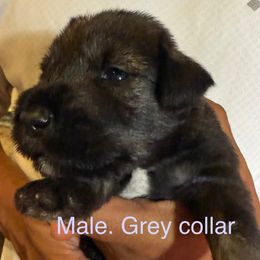 Grey collar - Pepper and salt male Standard Schnauzer puppy in Hickory Creek, Texas from Dragos Kennel