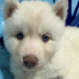 AKC Magnolia - White female Siberian Husky puppy in Centreville, Maryland from Huskies By the Bay