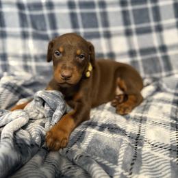 Yellow Collar - Red and rust male Doberman Pinscher puppy in Lake City, Florida from Paintedcrazy Doberman Pinchers