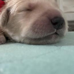 Golden Retriever Puppies from Gail’s Goldens