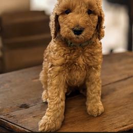 Astro - Red  male Goldendoodle puppy in Macclenny, Florida from Baker County Goldendoodles
