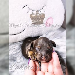 Cockapoo Puppies from Royal Cockapoo Playhouse