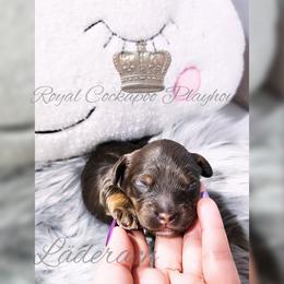 Cockapoo Puppies from Royal Cockapoo Playhouse