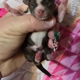 Noel - Black and white female Chihuahua puppy in Amity, Pennsylvania from Baxters Chihuahuas