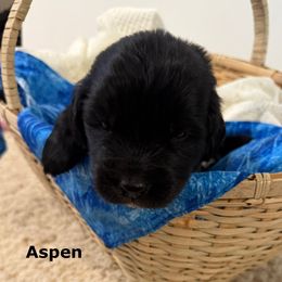 Aspen - Black male Newfoundland puppy in Goodhue, Minnesota from Claypits Newfoundlands