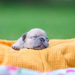 French Bulldog Puppies from Love & Frenchies LLC