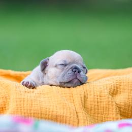 French Bulldog Puppies from Love & Frenchies LLC