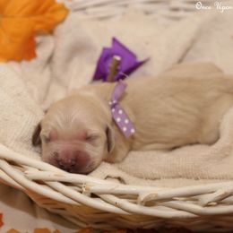 Violet's Purple Girl - Light golden female Golden Retriever puppy in Idaho Falls, Idaho from Once Upon A Dream Kennels