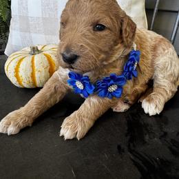 Cheer Bear - Apricot female Goldendoodle puppy in Camden, North Carolina from Oopsie Doodles of NC