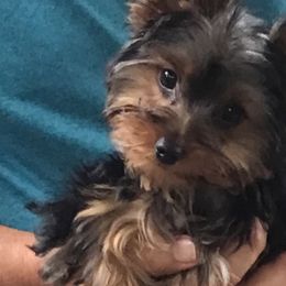 Yorkshire Terriers from Yorkies of Julington Creek