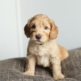 Yellow - Caramel male Australian Labradoodle puppy in Williamstown, New York from Lewis Manor Labradoodles