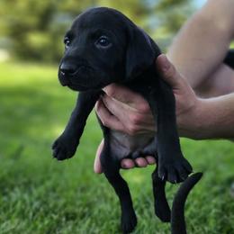 Purple Collar - Female - Black female Labrador Retriever puppy in Boyd, Minnesota from Lindley Labradors