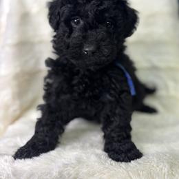 Raz - Rasberry - Black male Goldendoodle puppy in Cleveland, Georgia from The O.G. Doodles