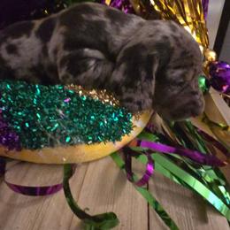 BETSY ANN - Blue and tan female Dachshund puppy in Poplarville, Mississippi from T's Kennel