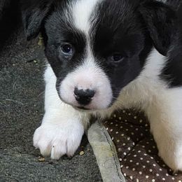 Cardigan Welsh Corgi Puppies from Mountain Paws Cardigan Welsh Corgis