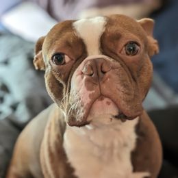 Opie - Boston Terrier