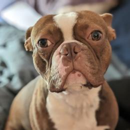 Opie - Boston Terrier