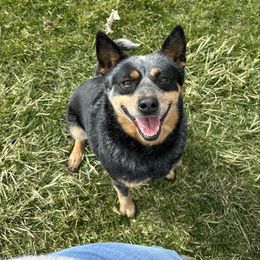Ivy - Australian Cattle Dog