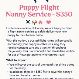 Poodle Puppies from Red Toy Poodles