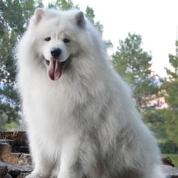 Samoyed puppies from Happy Valley Sammies