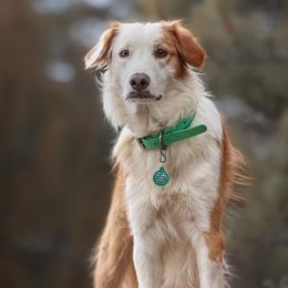 Promise - English Shepherd