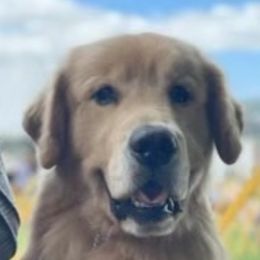 Golden Retrievers from Lock N' Gold Goldens