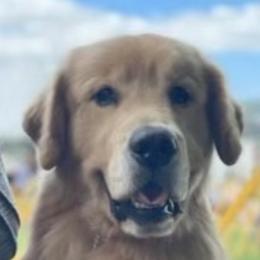 Golden Retrievers from Lock N' Gold Goldens