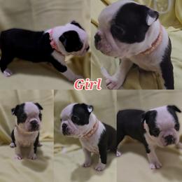 Pink - Black and white female Boston Terrier puppy in Clinton Township, Michigan from Greenberg's Boston Terriers & Bullies of Metro Detroit