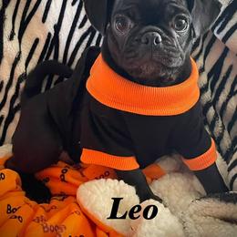 Leo - Black male Pug puppy in Hesperia, California from Amatskennel - Stubby Tails Ranch