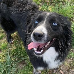 Aussiedoodles, Australian Shepherds, and Poodles from C&S Kennels