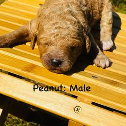 Peanut - Apricot male Goldendoodle puppy in Baldwin, Georgia from Simmons F1b Goldendoodles