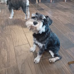 YAKOR - Miniature Schnauzer