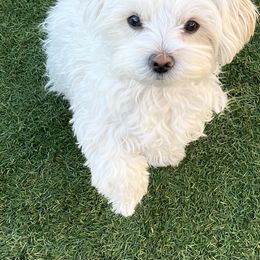 Antoinette (Annie) - Morkie