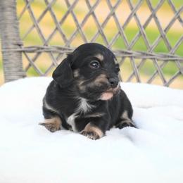 Girl 1 - Black and cream female Dachshund puppy in Martinsville, Virginia from Rea's Doxies