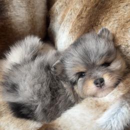 Tiffany - Blue merle female Pomeranian puppy in Bayonne, New Jersey from Pomeranian Dream