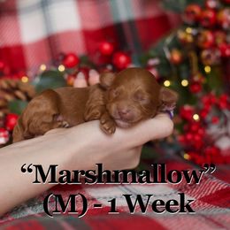 Boy 1 - Red  male Goldendoodle puppy in St. George, Utah from Utah Mini Doodles