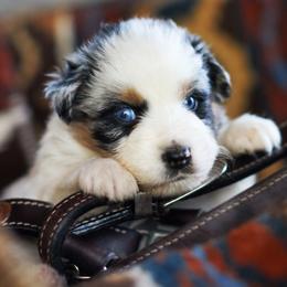 Star Crunch - Blue merle female Australian Shepherd puppy in Paola, Kansas from Tiz Ranch