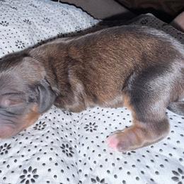 Strawberry - Chocolate male Cavapoo puppy in Nevada, Missouri from Backroad Fur Babies