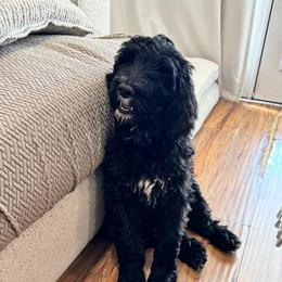 Dorian - Black male Goldendoodle puppy in Moreno Valley, California from Rainbow SoCal Doodles