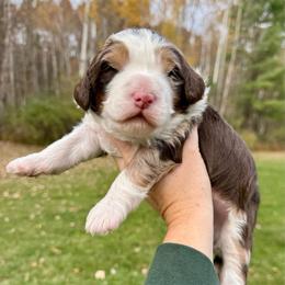 Bourbon - Chocolate merle male Bernedoodle puppy in Midland, Michigan from Northern Charm Farm